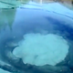 Imagen para el artículo titulado Este lago ruso está deseando que alguien se bañe en él para comérselo
